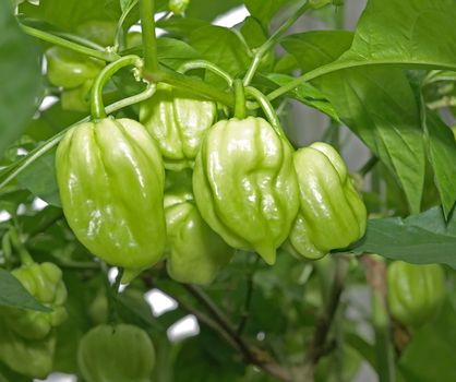 baby green bell peppers fruits