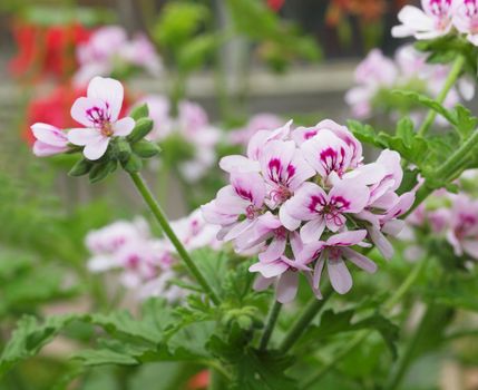 background of pink geraniums in bloom