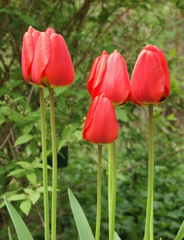 wild red emperor tulips