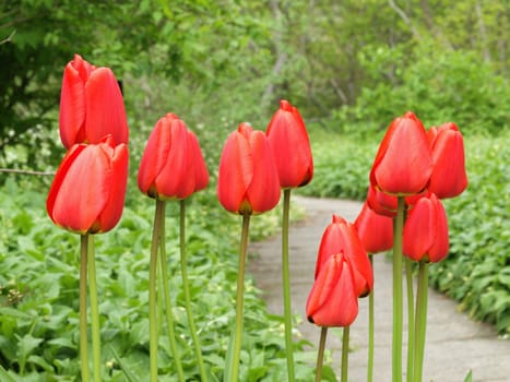 bright and beautiful red emperor tulips