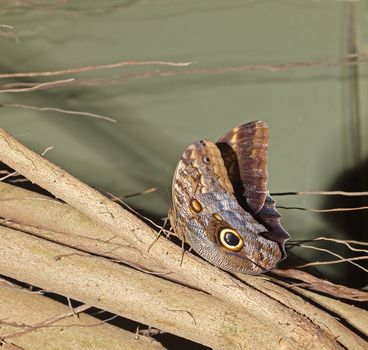 owl butterfly on tree branch