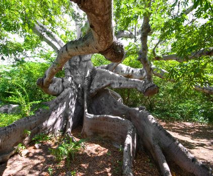 very old kapok tree with mystery roots and branches
