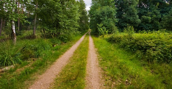 sand path in a rural forest environment 