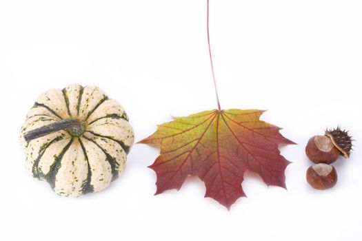 pumpkin, maple leaf and chestnut on white background