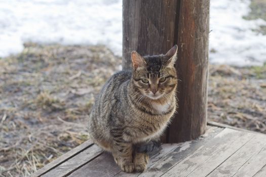Grey tabby cat sitting on a porch of a country house
