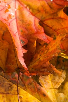 Orange, red and golden Maple leaf background