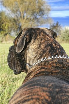 A standing brindle bullmastiff.