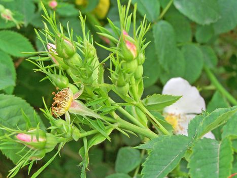 Close up of the dog-rose buds. Background.