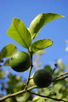 Green lime on a branch on a background of foliage and blue sky