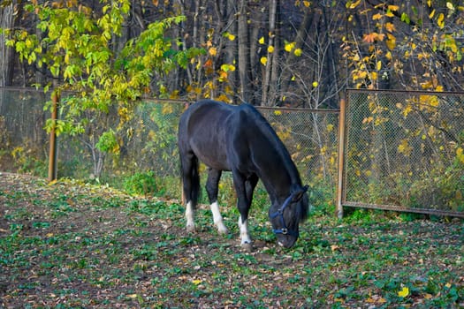 beautiful black horse against autumn nature