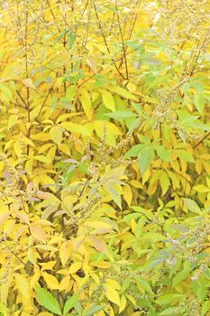 Close up of the autumn foliage