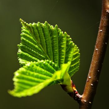 Green spring leaves budding new life in clean environment