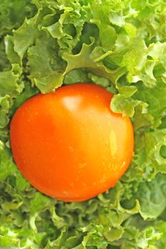 Close up of the orange tomato and green salad