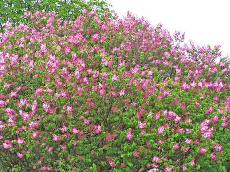 Blooming lilac. May background