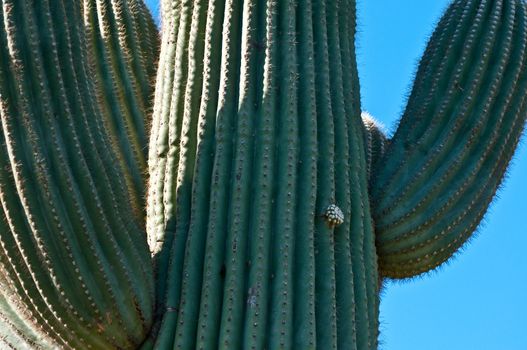 Cactus