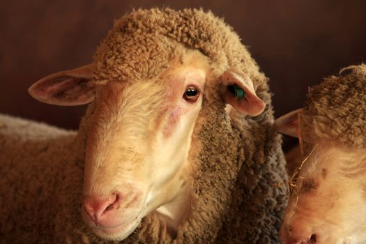 Merino sheep's head