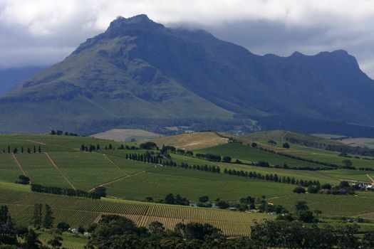 Landscape of Stellenbosch vineyards and farms