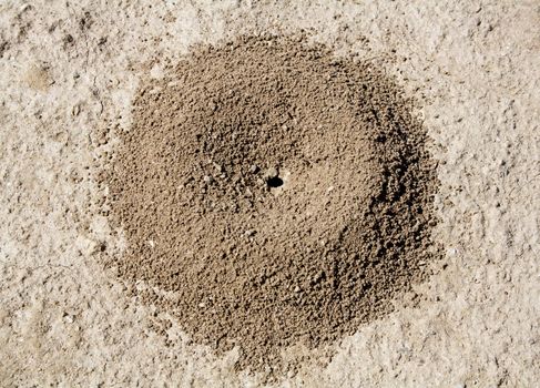 Close-up image of anthill in soil