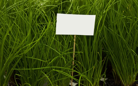 A blank sign on a wooden stick surrounded by green plants