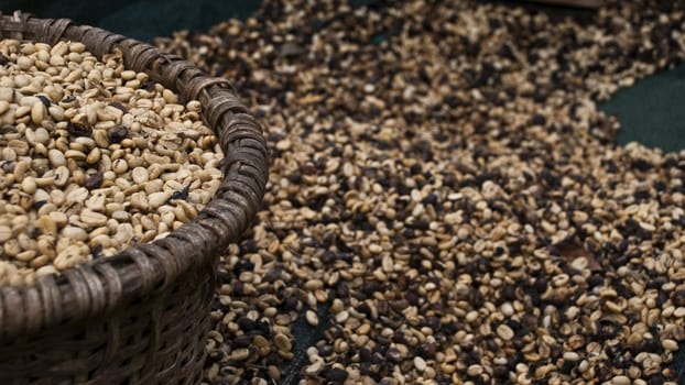 Coffee beans laid out to be dried before being roasted