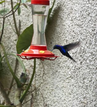 A colibri drinks out of a dispenser while hovering