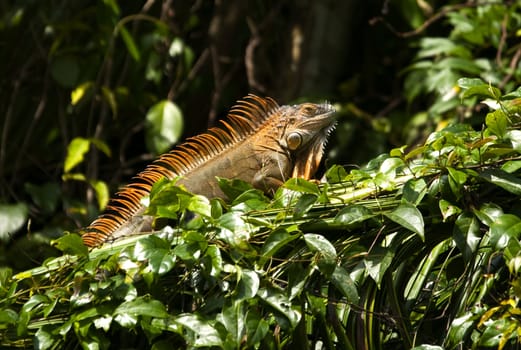 An Iguana Lizard sunbathing on a green branch