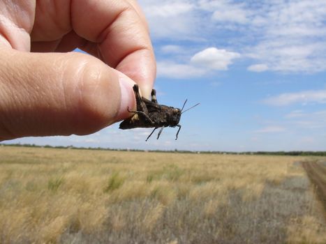 Grasshopper in the hand on a field background