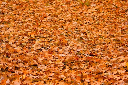 The fallen down oak foliage. A background