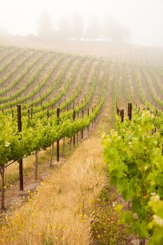 Beautiful Lush Grape Vineyard In The Morning Mist and Sun with Room for Your Own Text.