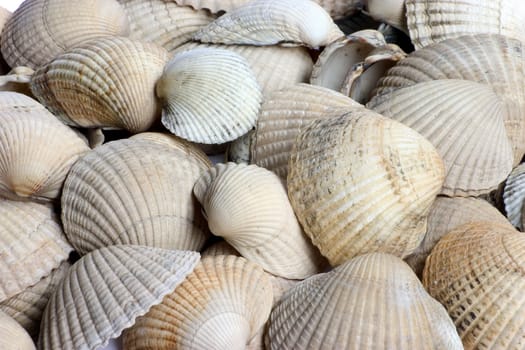 Close-up background of various kind of shells 