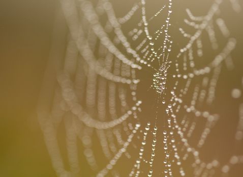 Wet Spider Web in The Morning Mist With Narrow Depth of Field.