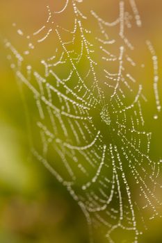 Wet Spider Web in The Morning Mist With Narrow Depth of Field.