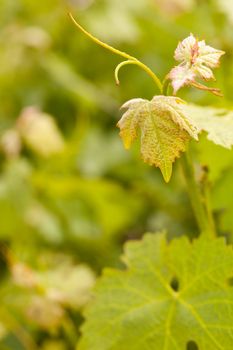 Beautiful Grape Vineyard Leaves In The Morning Mist and Sun with Room for Your Own Text.