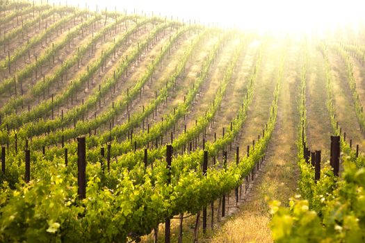 Beautiful Lush Grape Vineyard In The Morning Mist and Sun with Room for Your Own Text.