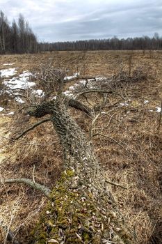 Early spring. A field with the dried up last year's grass, a branch of a tree with a rough bark in the foreground. Russia, the Udmurt republic.