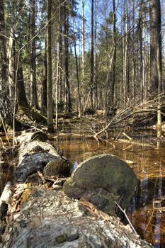 Early spring. The impassable wood thicket flooded with spring waters. Russia, the Udmurt republic.
