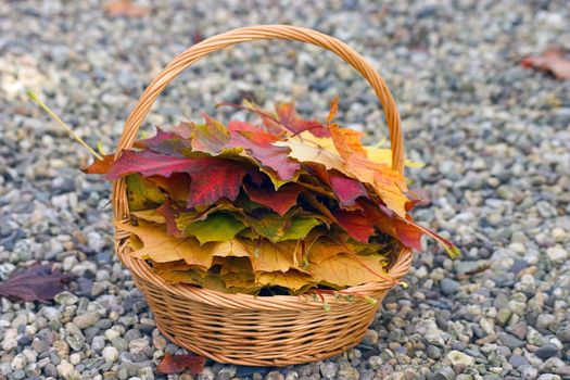 Fallen leaves- autumn background.