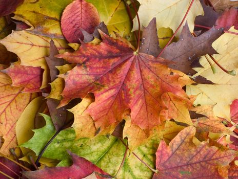 Fallen leaves- autumn background.