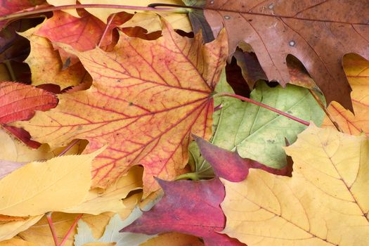 Fallen leaves- autumn background.