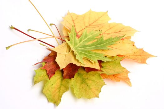 Fallen leaves isolated on white background. 