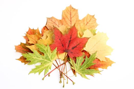 Fallen leaves isolated on white background.