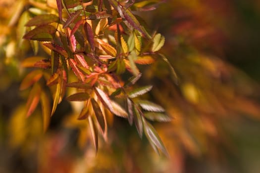 beautiful color effect of the blurred background lensbaby