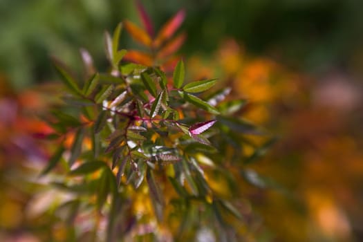 beautiful color effect of the blurred background lensbaby