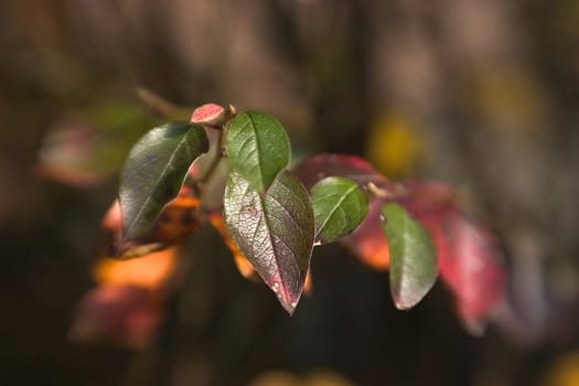 beautiful color effect of the blurred background lensbaby