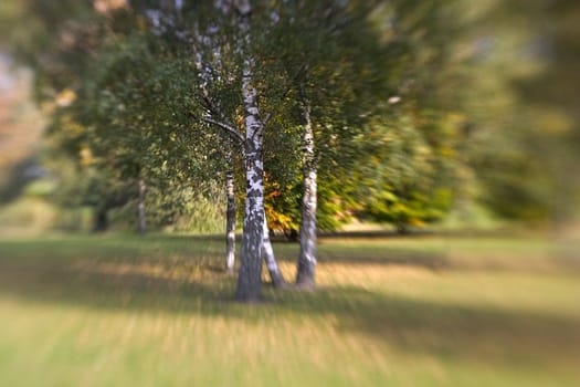 beautiful color effect of the blurred background lensbaby