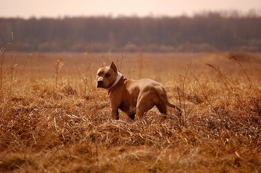  
On an outcome of day a dog in the field