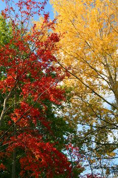 red and yellow autumn trees
