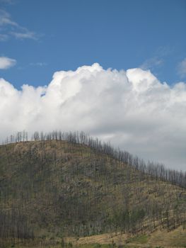 mountain after a forest fire