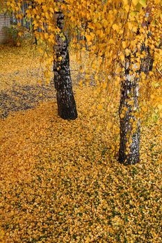 autumn yellow leaves under birch woods