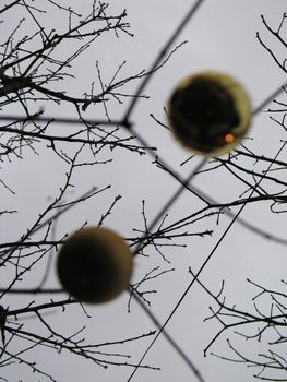 gold christmas balls in a tree